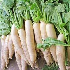 Daikon Radish Raphanus sativus seeds for garden planting